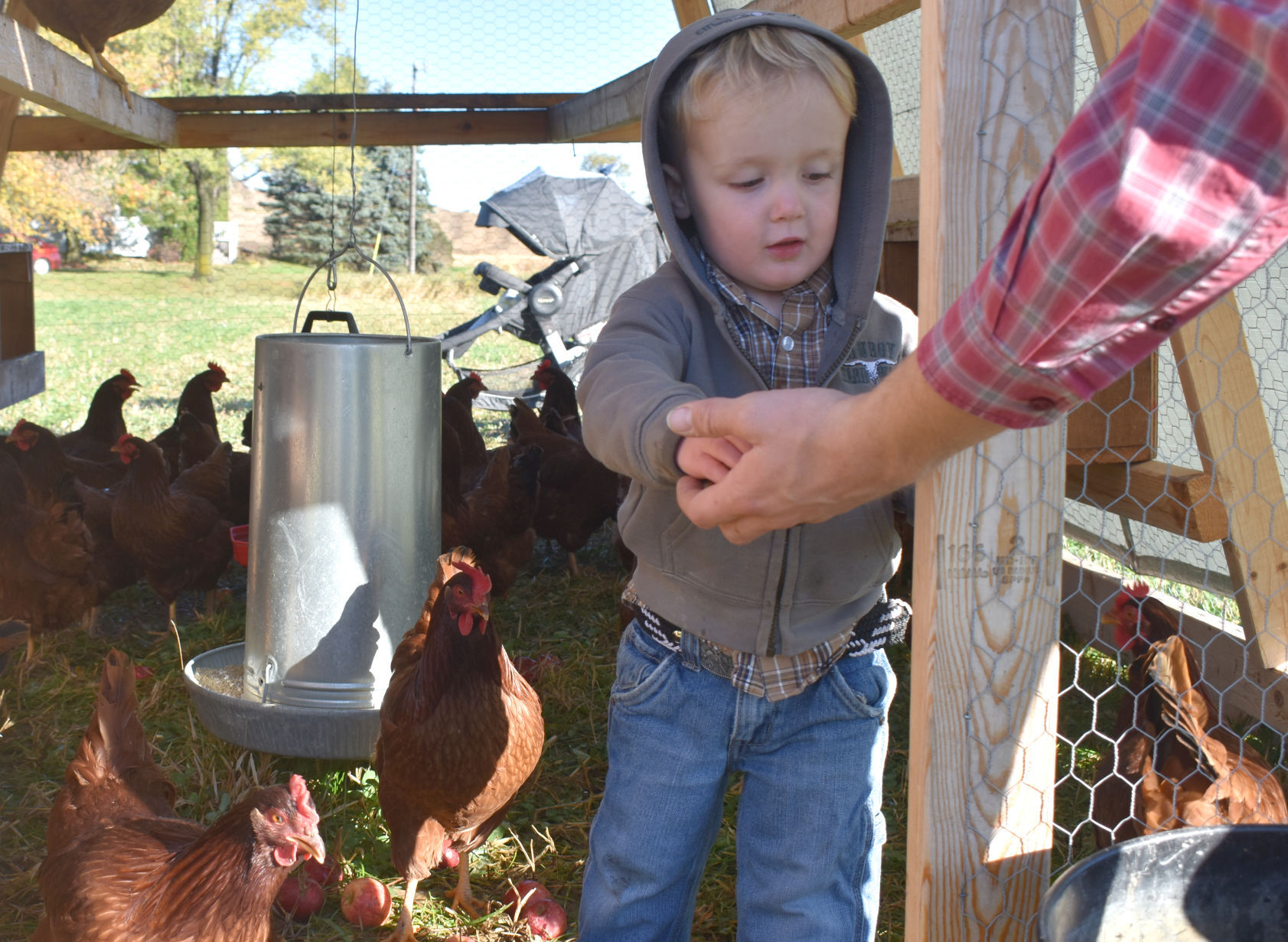Cooper and hens.jpg